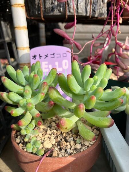 多肉植物 乙女心大株2本 赤ちゃん株付き 根付き抜き苗 5\\13撮影