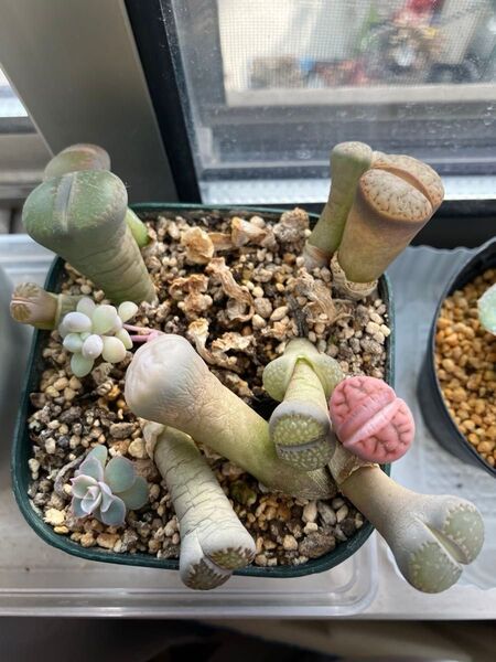 多肉植物 リトープス9個 大きくなりました!根付き抜き苗 2/20撮影 2枚目以降5\\14撮影 脱皮始めて新しい芽がでました!