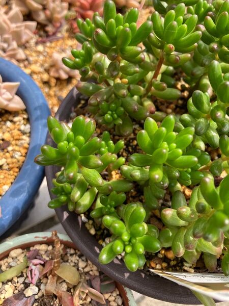 多肉植物セダム虹の玉 5本根付き抜き苗 5.16撮影 葉挿しでどんどん増えます。紅葉時は紅くなり可愛いです!赤ちゃん株付き!