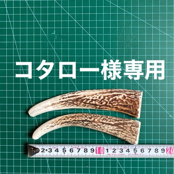 鹿の角 鹿のツノ 鹿角 鹿ツノ シカツノ 蝦夷鹿 おもちゃ 角 犬用品 鹿ノ角・犬・シカ・エゾシカ・シカの角・