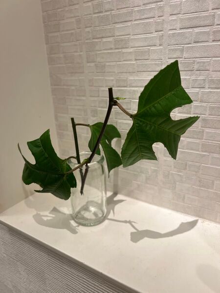 パッションフルーツ(黄色) 挿し木用2本