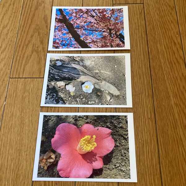 ポストカード3枚セット 桜、椿、花 写真 ハガキ