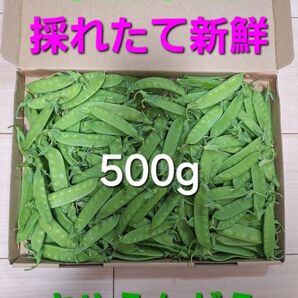 埼玉県産 採れたて新鮮 さやえんどう 500g