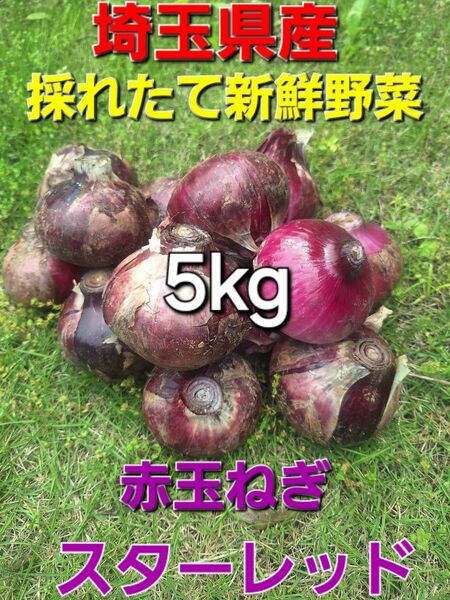 埼玉県産 採れたて新鮮野菜 訳あり 赤玉ねぎ スターレッド 5kg