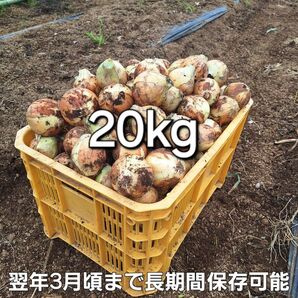】埼玉県産 採れたて新鮮野菜 中晩生種 玉ねぎ ネオアース 20kg