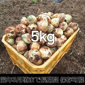 埼玉県産 採れたて新鮮野菜 中晩生種 玉ねぎ ネオアース 5kg