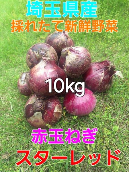 埼玉県産 採れたて新鮮野菜 訳あり 赤玉ねぎスターレッド 10kg