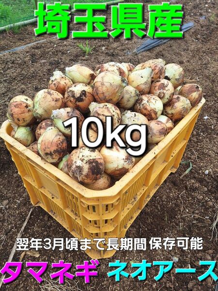 埼玉県産 採れたて新鮮野菜 中晩生種 玉ねぎ ネオアース 10kg