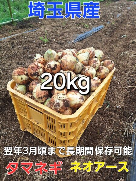 埼玉県産 採れたて新鮮野菜 訳あり中晩生種 玉ねぎ ネオアース 20kg