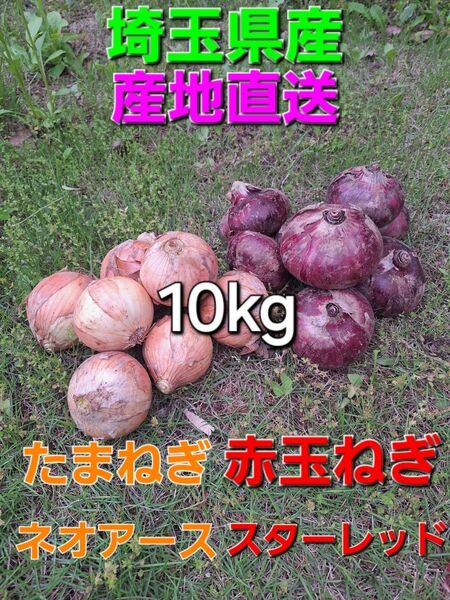 埼玉県産 採れたて新鮮野菜 訳あり 玉ねぎ ネオアース 赤玉ねぎ スターレッド 10kgセット
