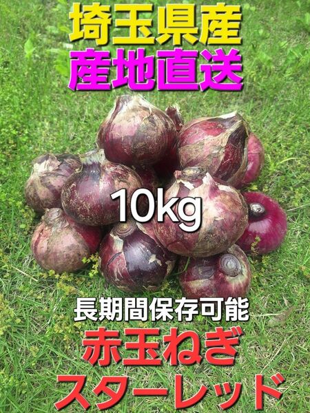 埼玉県産 採れたて新鮮野菜 訳あり 赤玉ねぎスターレッド 10kg