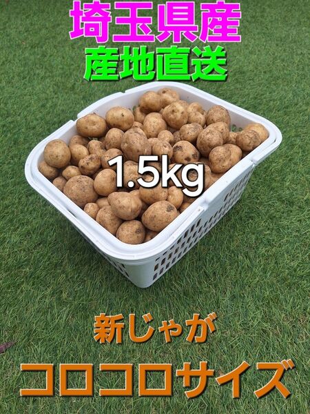 埼玉県産 採れたて新鮮野菜 訳あり 馬鈴薯 男爵 新じゃがいも コロコロサイズ 1.5kg