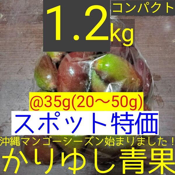 〈スポット特価〉沖縄県産 摘果マンゴー/青マンゴー@35g(20〜50g)約1.2kg【コンパクト便】④