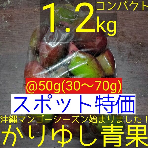 〈スポット特価〉沖縄県産 摘果マンゴー/青マンゴー/グリーンマンゴー@50g(30〜70g)約1.2kg【コンパクト便】⑨