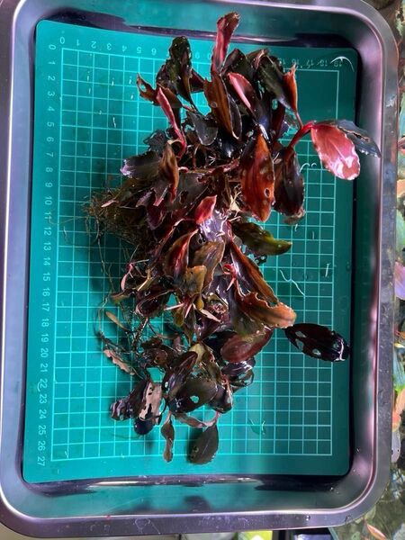 Bucephalandra sp. Shine blue 塊株