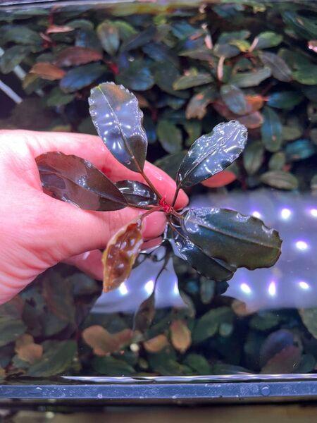 Bucephalandra sp. Nanga taman TB便 2株