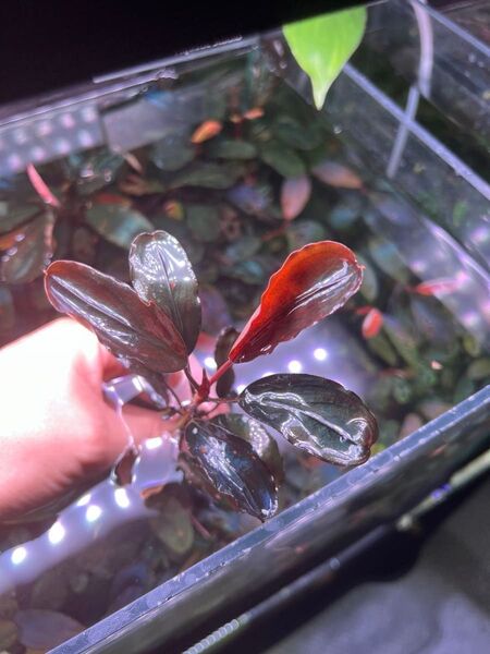 Bucephalandra Metallic dark red red type