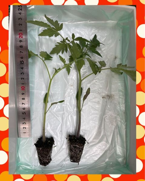 大玉トマト 麗夏 3苗
