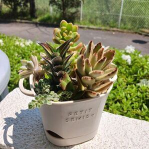多肉植物ハオルチア ビスコーサ抜き苗