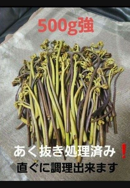 わらび 蕨 あく抜き処理済み 兵庫県篠山市産 新鮮 朝採り 500g強