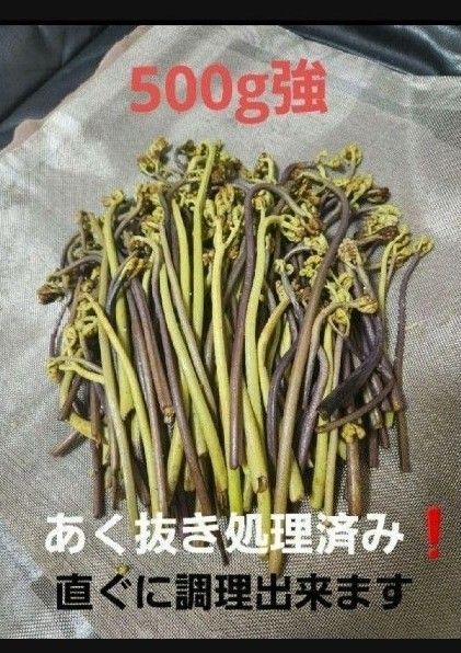 わらび 蕨 あく抜き処理済み 兵庫県篠山市産 新鮮 朝採り 500g強
