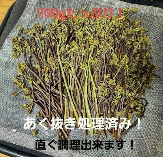 わらび 蕨 あく抜き処理済み 兵庫県篠山市産 新鮮 朝採り 700g強