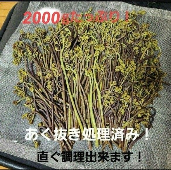 わらび 蕨 あく抜き処理済み 兵庫県篠山市産 朝採り 2000g強