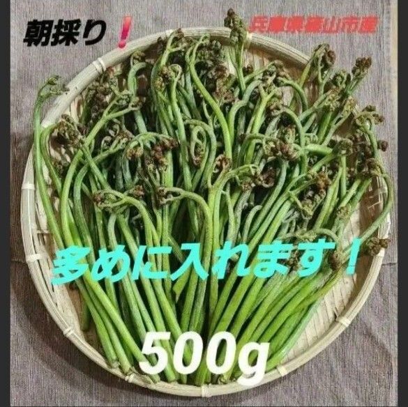わらび 蕨 兵庫県 篠山市産 新鮮 朝採り 山菜 旬 500g強