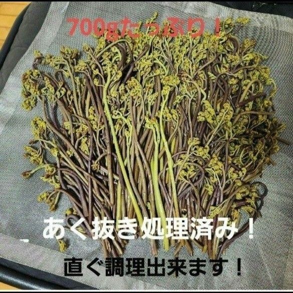 わらび 蕨 あく抜き処理済み 兵庫県篠山市産 新鮮 朝採り 700g強