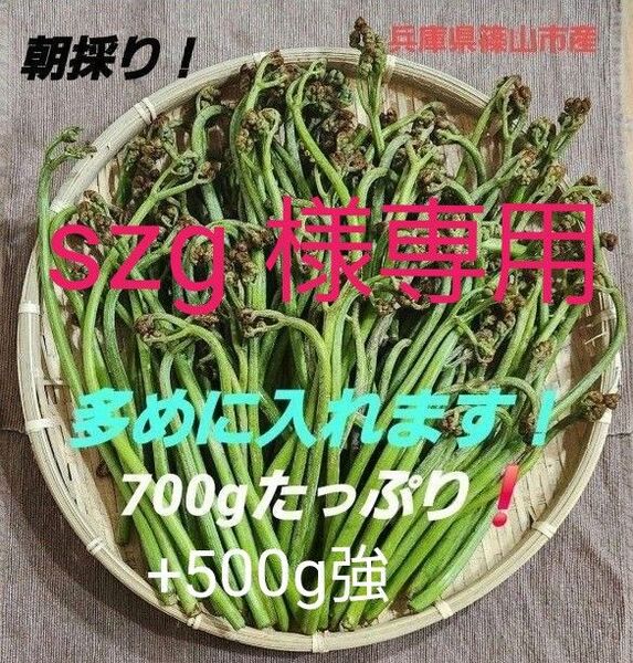 わらび 蕨 兵庫県 篠山市産 新鮮 朝採り 山菜 旬 1200強