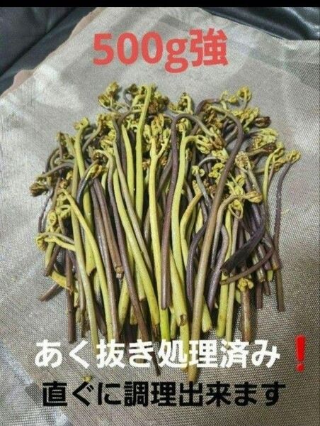 わらび 蕨 あく抜き処理済み 兵庫県篠山市産 新鮮 朝採り 500g強
