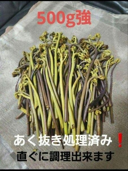 わらび 蕨 あく抜き処理済み 兵庫県篠山市産 新鮮 朝採り 500g強