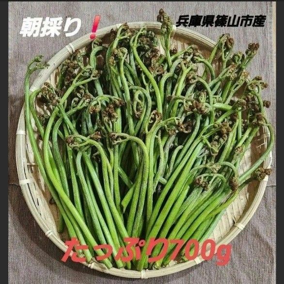 わらび 蕨 兵庫県 篠山市産 新鮮 朝採り 山菜 旬 700g