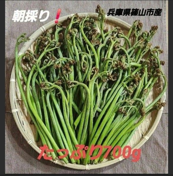 わらび 蕨 兵庫県 篠山市産 新鮮 朝採り 山菜 旬 700g