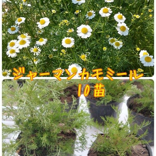 ジャーマンカモミール 10苗