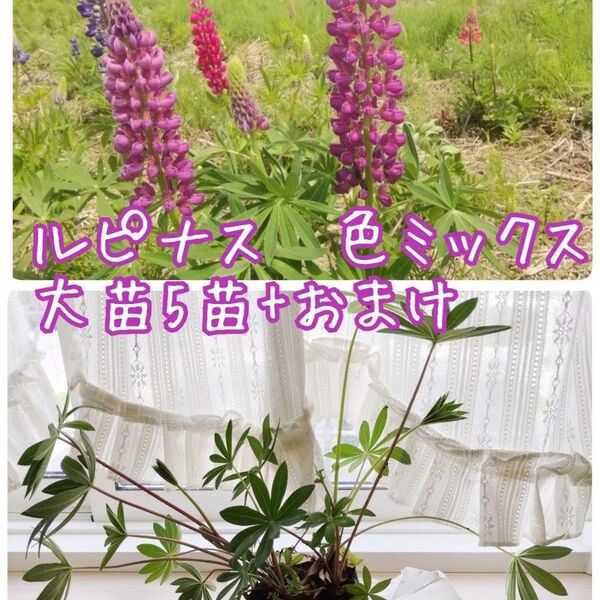 ルピナス 色ミックス 大苗5苗+おまけ