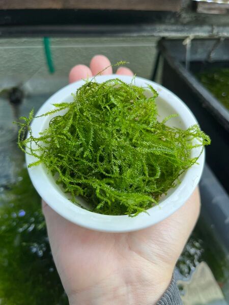 ウィローモス 無農薬 大容量 1パック40グラム