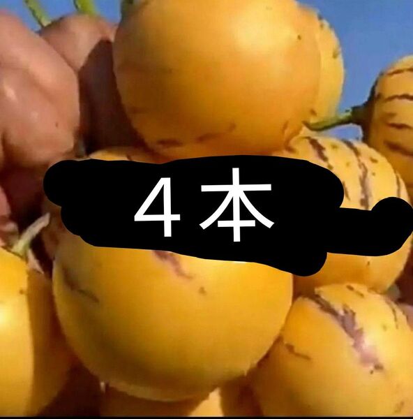 ペピーノの苗4本
