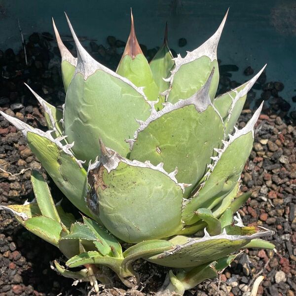 Agave titanota ‘Griffin’ アガベ チタノタ グリフィン 子株