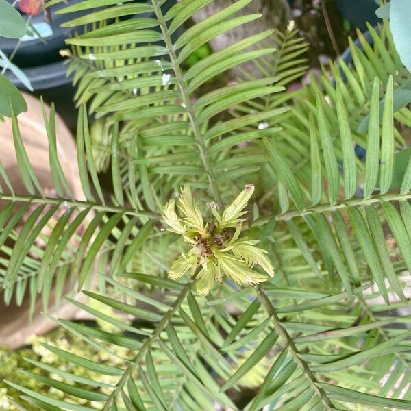 Wollemia nobilis ウォレマイ・パイン(ジュラシックツリー)