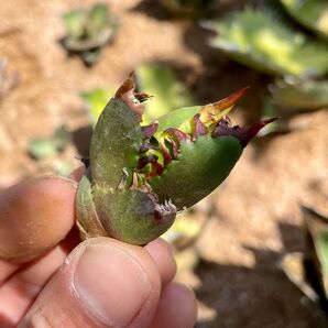 Agave titanota’Red catweezle'アガベチタノタ赤猫