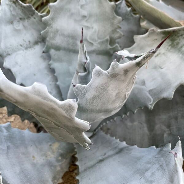 Agave colorata 'Hakugakuden' アガベ コロラータ 白岳殿