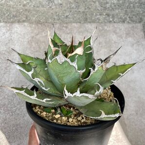Agave oteroi’Fo-076’ アガベ オテロイ’Fo-076’
