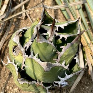 Agave oteroi アガベ チタノタオテロイ メキシコ輸入株