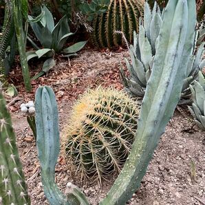 Myrtillocactus geometrizans ミルチロカクタス 竜神木