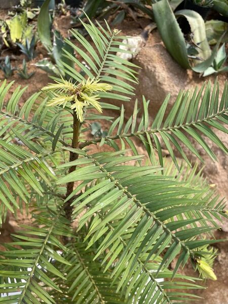 Wollemia nobilis ウォレマイ・パイン(ジュラシックツリー)