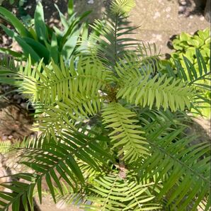 Wollemia nobilis ウォレマイ・パイン(ジュラシックツリー)