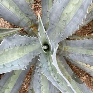Agave protamericana'Lemon Lime’プロトアメリカーナ
