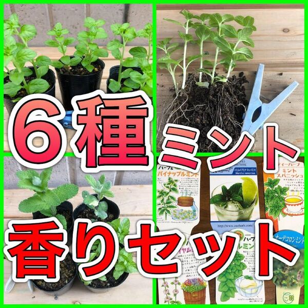◆香り6種 ミント ハーブ 苗 無農薬 レア 香 果物フルーツ 希少 ハッカ モヒート 防虫 カメムシ ダニ ノミ グランドカバー