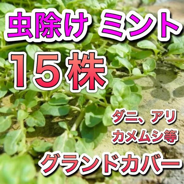 ◆15株 虫よけミント ペニーロイヤル 苗 根付 虫除け グランドカバー ダニ カメムシ アリ 防虫 ハーブ ミント 無農薬